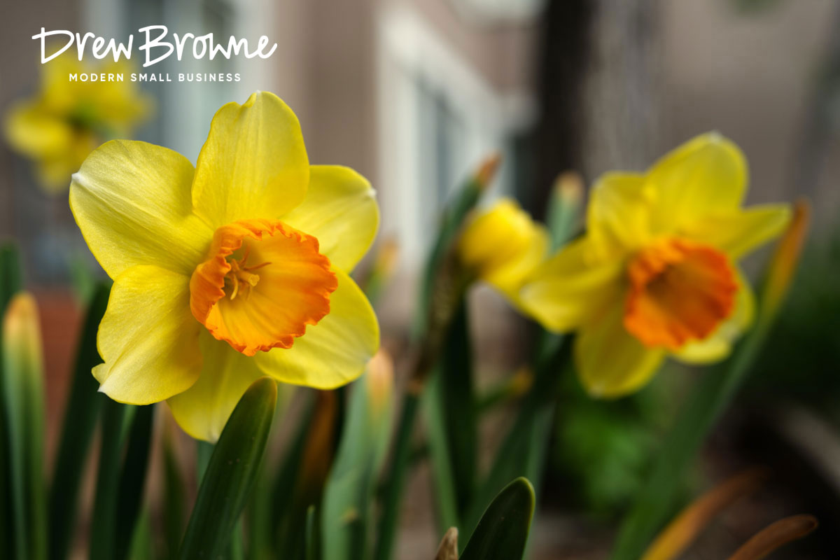 A close up photo of two daffodil bulbs that have flowered while looking beautiful and golden yellow