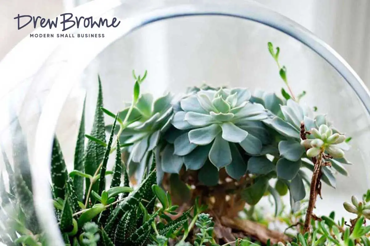 intricate variety of succulents growing together in a plant terrarium